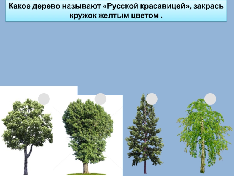 Дерево какой работа. Какие деревья растут быстрее всего. Какие есть деревья перечисляй. Какое дерево какое дерево. Какие деревья мужские а какие женские.