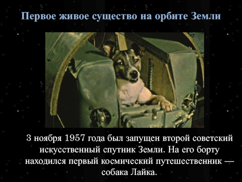Первым в космосе была собака. Собака лайка 1957. 1957 Г. первый космический пассажир – собака лайка.. Лайка 3 ноября 1957. Второй Советский Спутник был запущен 3 ноября 1957 года.