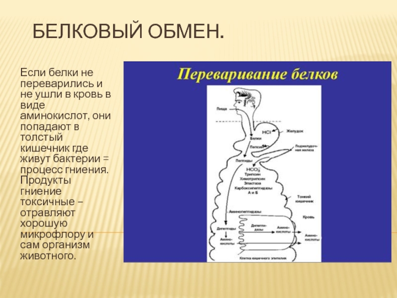 Презентация Белковый обмен