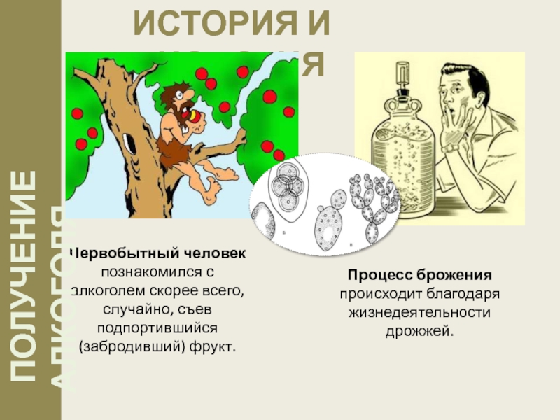 Первобытный человек познакомился с алкоголем скорее всего, случайно, съев