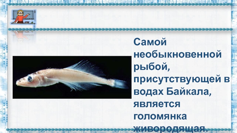 Голомянка рыба рисунок