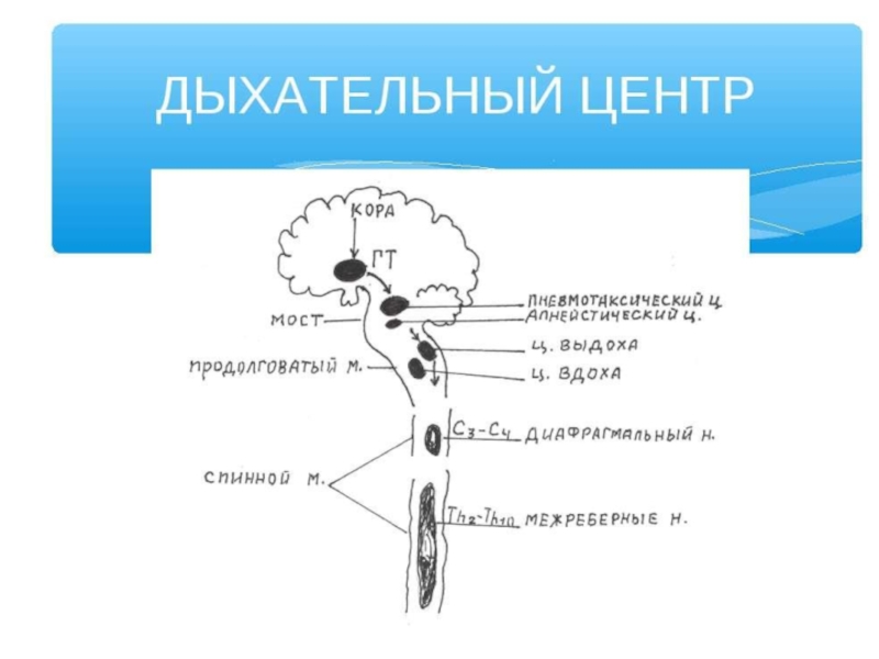 Дыхательный центр продолговатого мозга. Центр дыхания расположен в продолговатом мозге. Дыхательный центр. Центр дыхания.