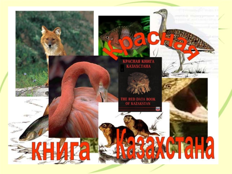 Презентация  Красная книга Казахстана