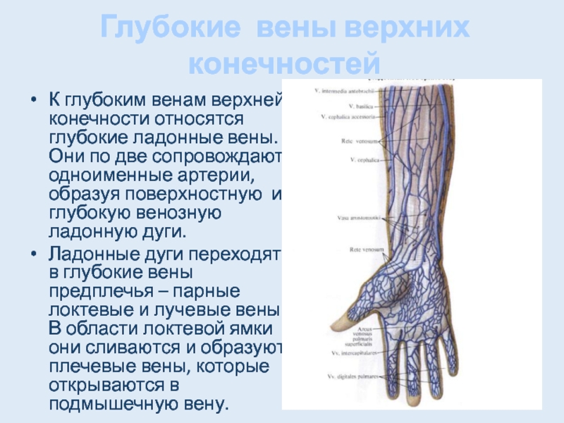 Презентация артерии и вены верхней конечности