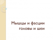 Мышцы и фасции головы и шеи