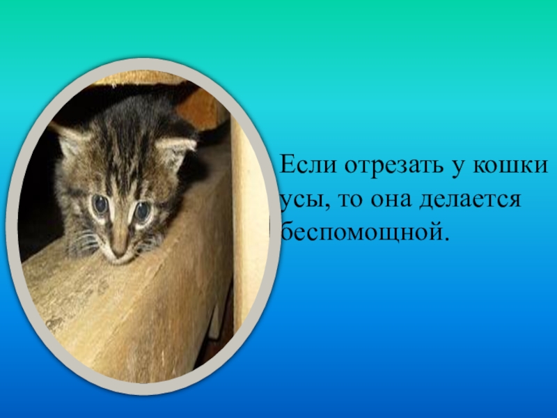 Стричь усы коту. Обрезать коту усы. Что будет если отрезать кошке усы. Что если обрезать усы кошке. Что будет если кошке обрезать усы.