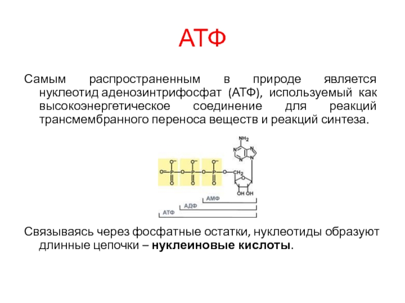 Содержание атф. Нуклеотид АТФ. Связи в АТФ. АТФ расшифровка. Схема строения АТФ.