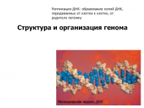Структура и организация генома
Молекулярная модель ДНК
Репликация ДНК: