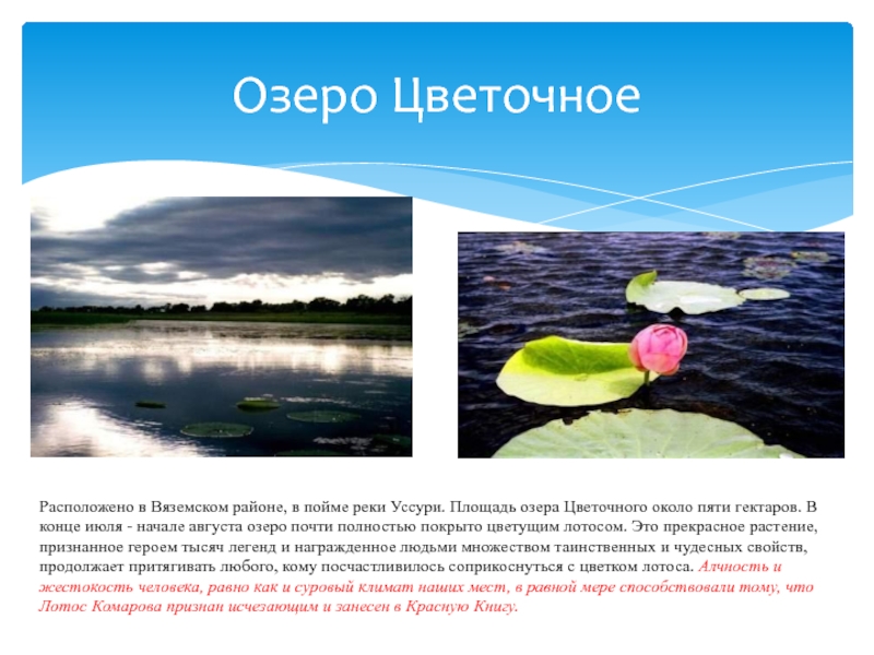 Озеро ЦветочноеРасположено в Вяземском районе, в пойме реки Уссури. Площадь озера Цветочного около пяти гектаров. В конце