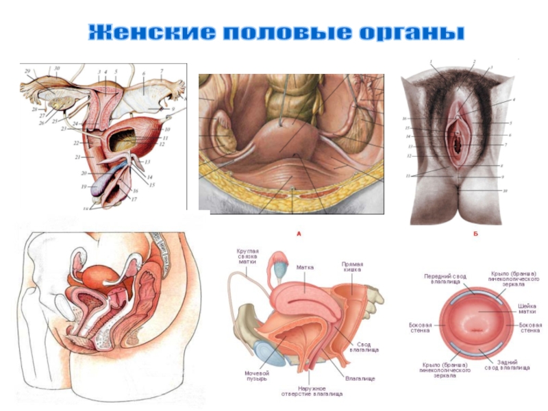 Презентация Женские половые органы