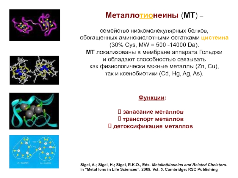 Металлотионеин. Металлотионеины. Металлотионеин функция. Белок Металлотионеин. Низкомолекулярные белки.