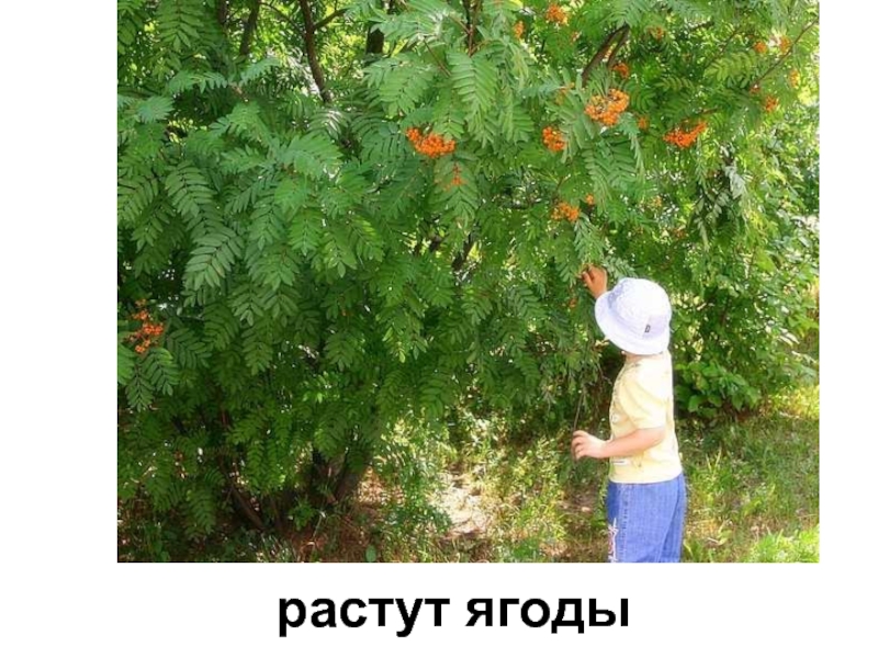 Растущая 12