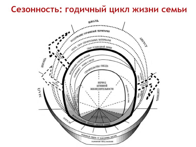 Годичный курс. Годичный.