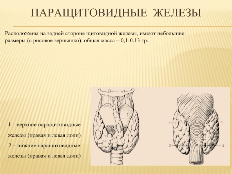 Пара железы. Околощитовидные железы. Паращитовидные железы расположены. Околощитовидные железы располагаются. Расположение околощитовидных желез.