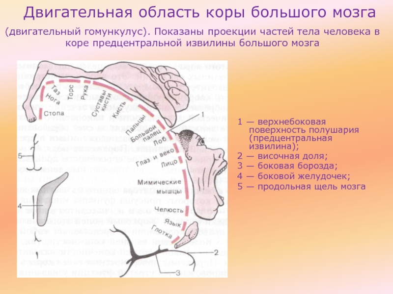 Кора головного мозга схема