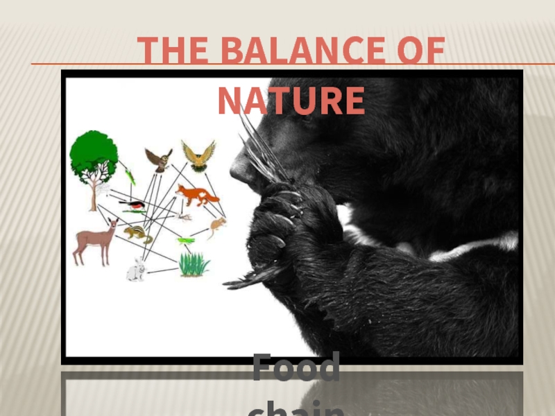 Food chainThe balance of nature