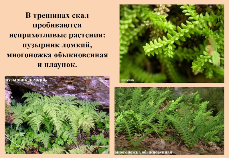 Ломкий. Плаунок зубчатый. Пузырник ломкий 2 класс. Пузырник относится к высшим споровым растениям. Факты про пузырник ломкий.