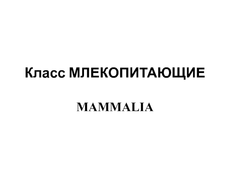 Класс МЛЕКОПИТАЮЩИЕ MAMMALIA