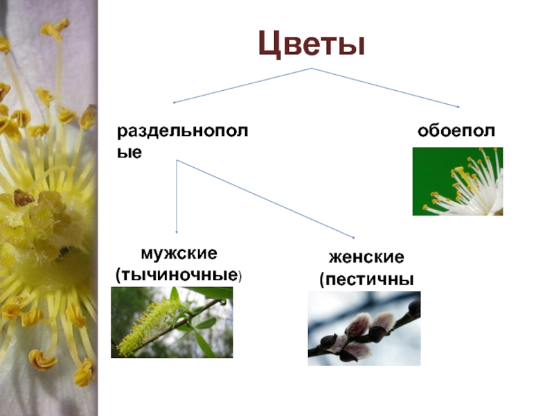 Раздельнополые. Тычиночные и пестичные цветки. Цветок раздельнополый тычиночный. Мужские тычиночные цветки. Раздельнополые цветки.