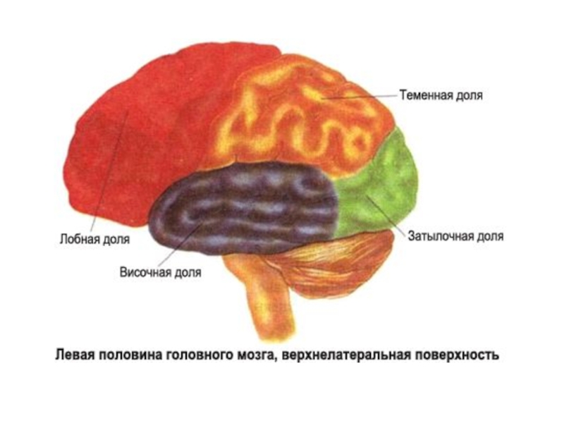 Развитие лобной доли мозга. Лобная теменная височная затылочная доли мозга.