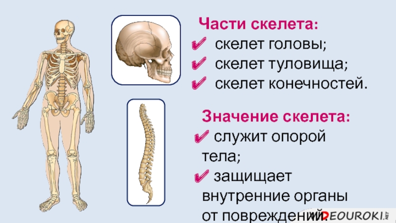 Кто делит людей на головы и туловища. Скелет туловища скелет конечностей. Возрастные особенности скелета туловища. Скелет головы и туловища. Скелет головы и скелет туловища.