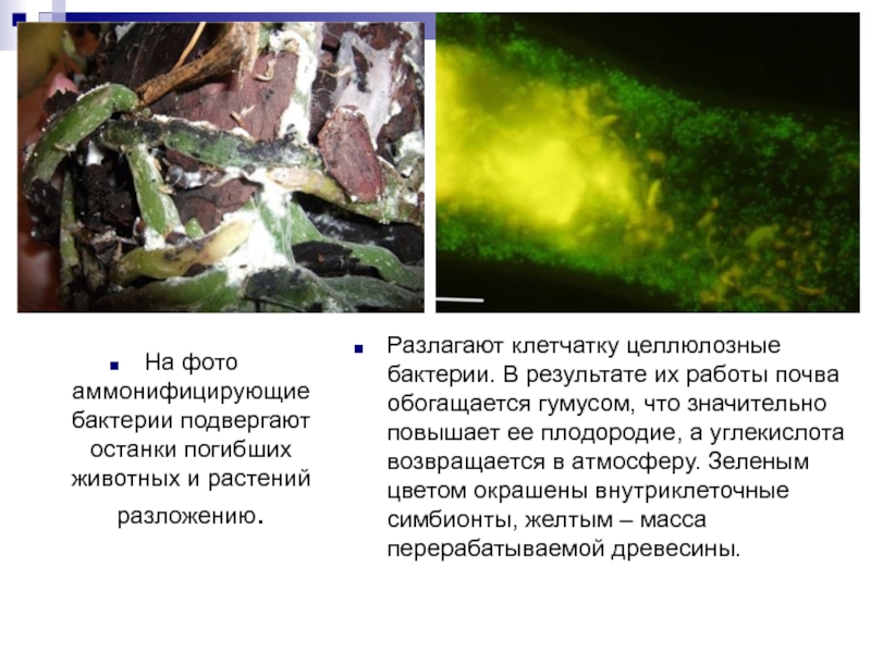 Организмы разлагающие. Аммонифицирующие бактерии. Аммонифицирующие микроорганизмы. Аммонифицирующие бактерии фото. Переработка целлюлозы бактериями.