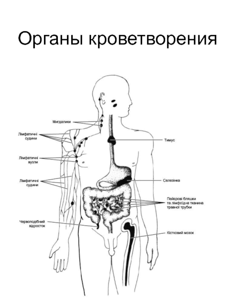 Органы кроветворения. Органы кроветворения и иммунной системы анатомия. Органы кроветворения схема. Органы кроветворения и иммунной защиты.