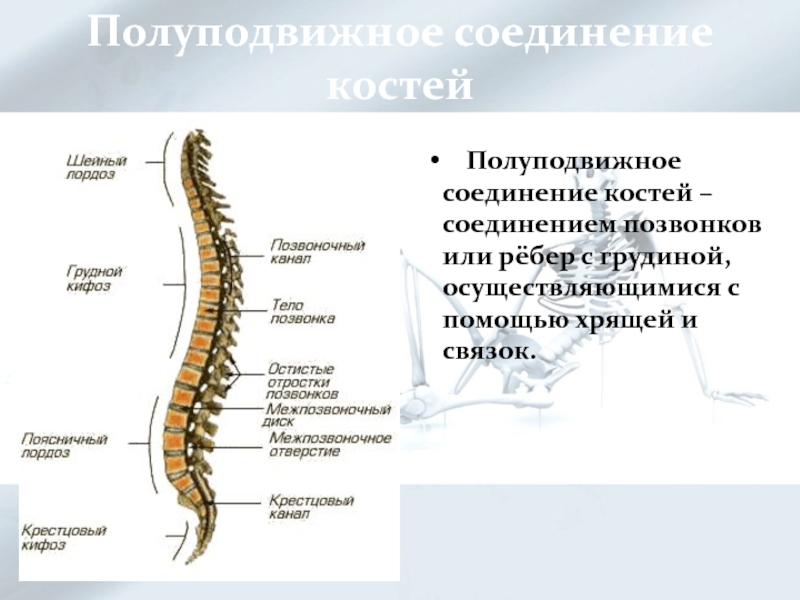 Полуподвижное соединение костей. Полуподвижное. Позвоночника полуподвижное. Полуподвижное соединение позвонков. Полуподвижное соединение костей осуществляется с помощью.