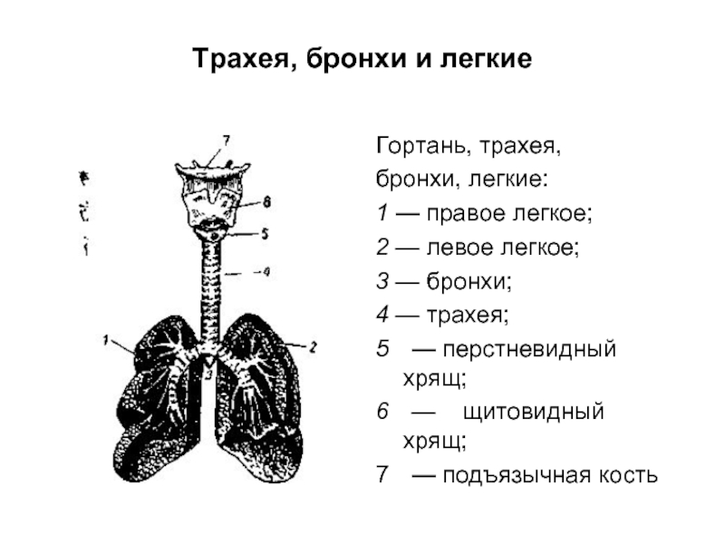 Бронхи и трахеи на картинке