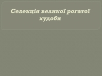 Селекція великої рогатої худоби