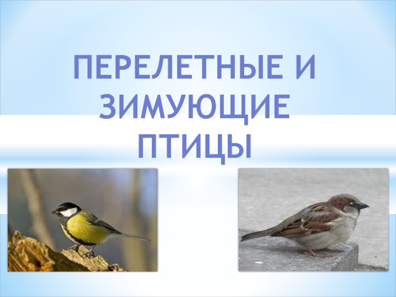 Презентация Зимующие и перелетные птицы