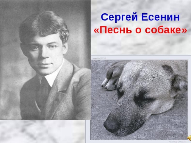Сергей Есенин Песнь о собаке
