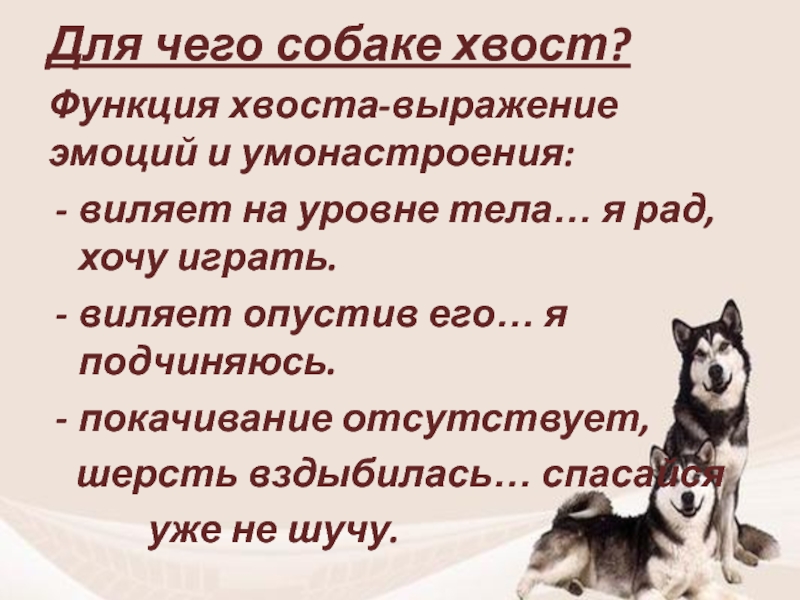 При встрече собака активно виляет хвостом