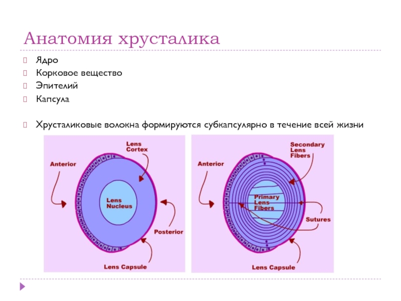 Схема строения хрусталика гистология