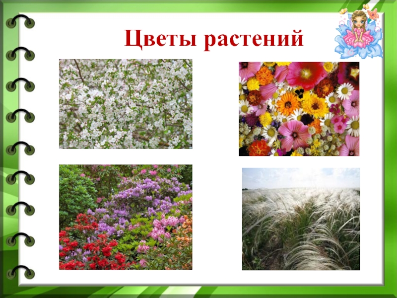Цветы растений