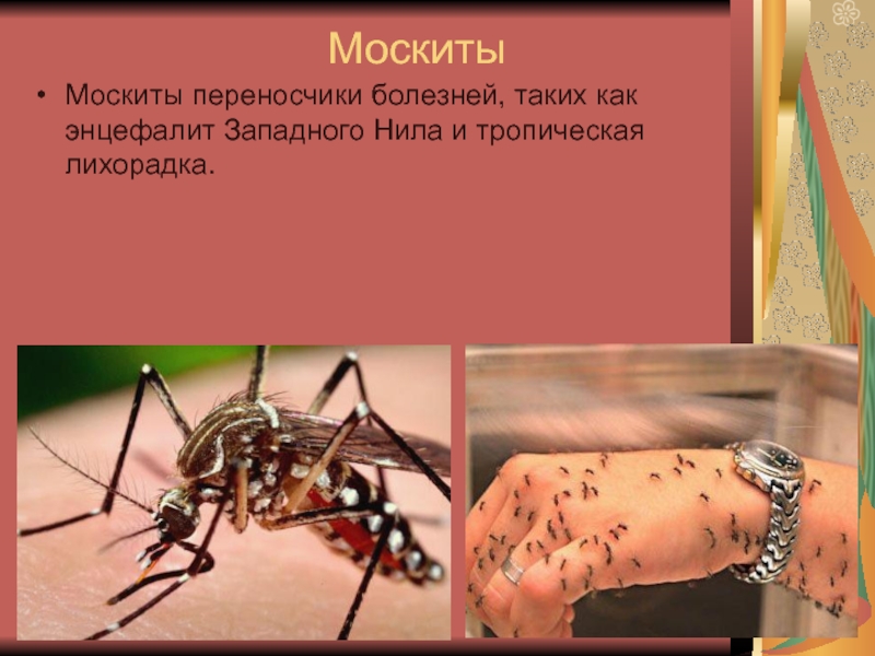МоскитыМоскиты переносчики болезней, таких как энцефалит Западного Нила и тропическая лихорадка.