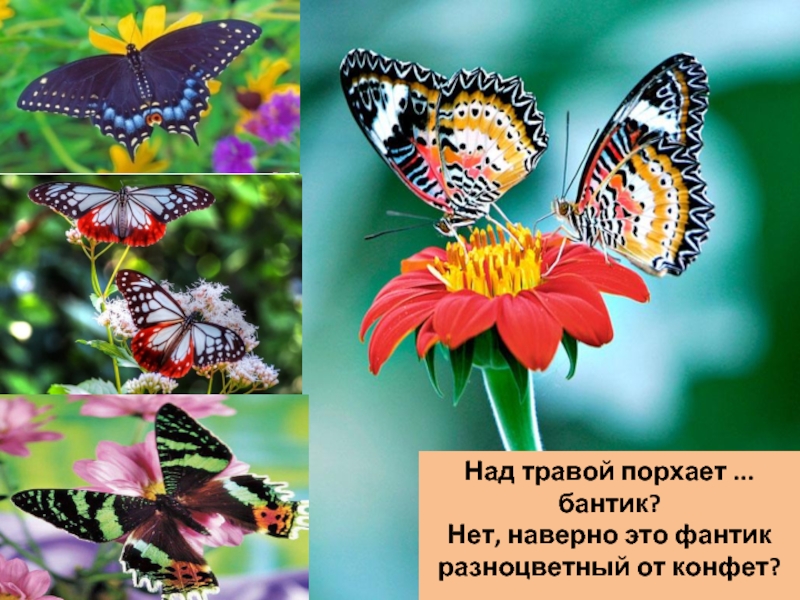 Реферат: Разноцветная бабочка