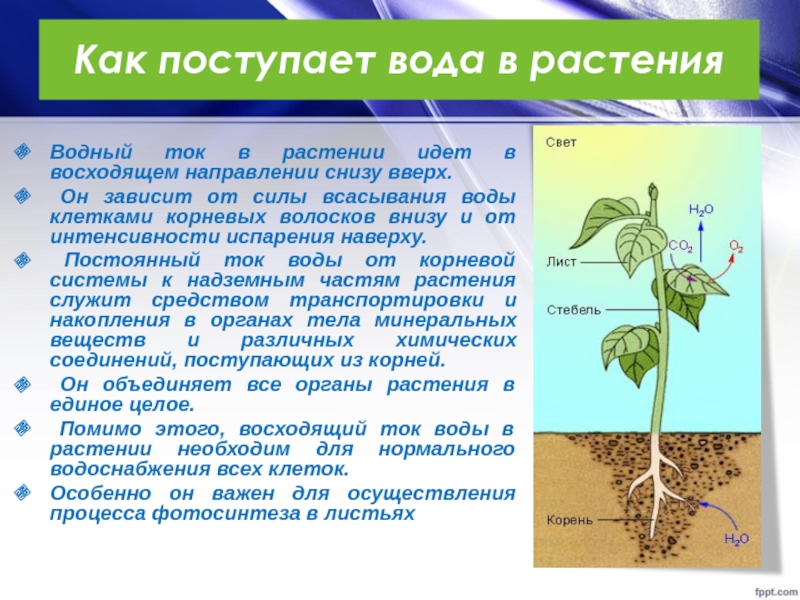 Питание корня ответ. Поступление воды в растение. Вода поступает в растение. Механизмы поступления воды в растение. Проуесспоступления воды в растение.