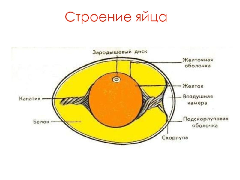 Схема куриного яйца