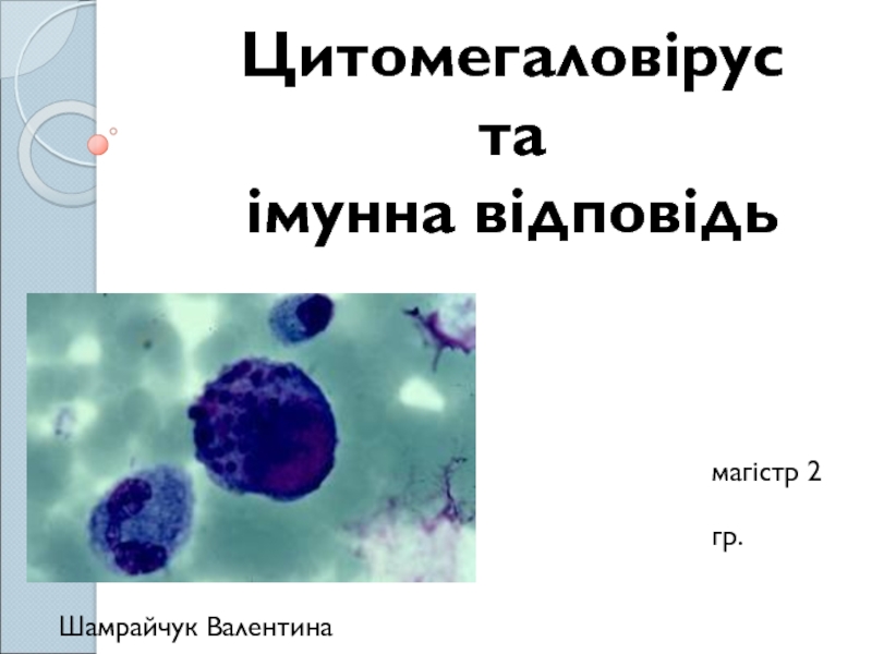 Презентация Цитомегаловірус та імунна відповідь