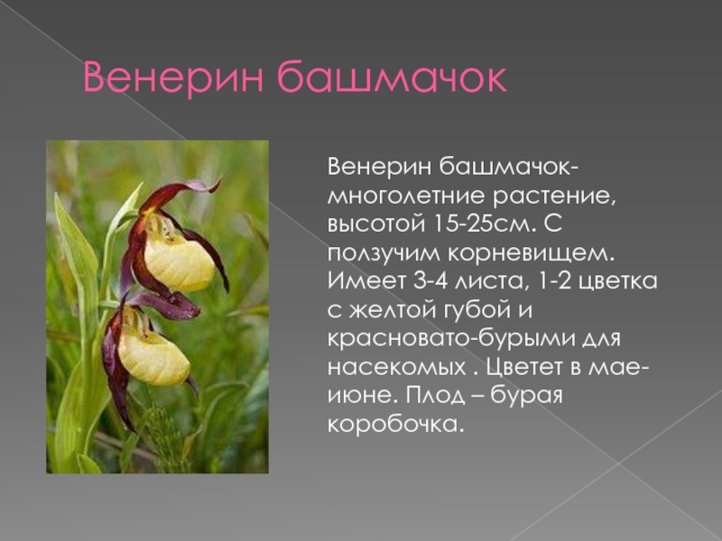 Венерин башмачокВенерин башмачок- многолетние растение, высотой 15-25см. С ползучим корневищем. Имеет 3-4 листа, 1-2 цветка с желтой