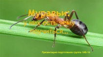 Муравьи: у них есть чему поучиться…