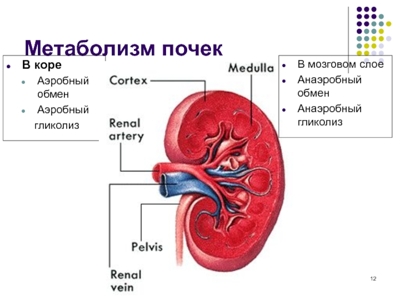 Почка состоит из. Метаболизм почек.