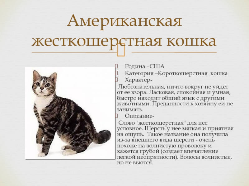 Описание характера кошки. Американская короткошерстная кошка характеристики. Американская жесткошерстная кошка характер. Описание характера кошки американской короткошерстной. Европейская короткошерстная кошка описание.
