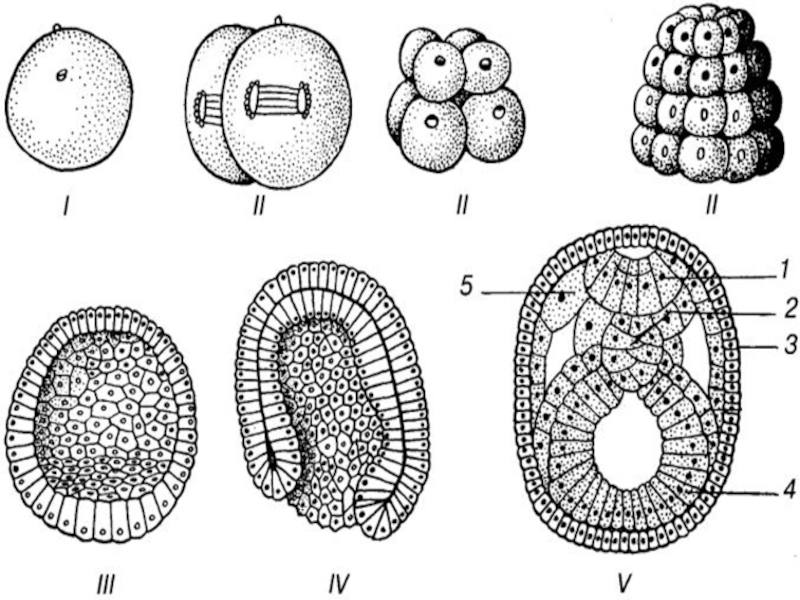 Какая стадия развития зародыша показана на рисунке