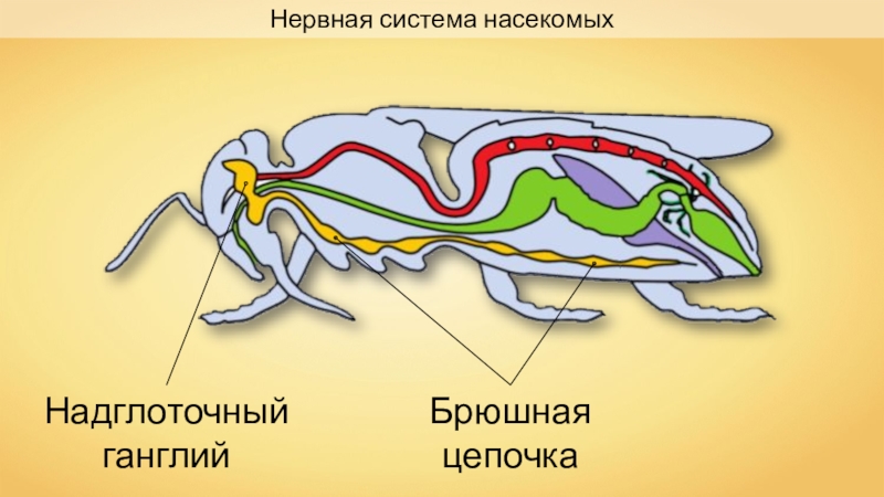 Нервная система насекомых презентация