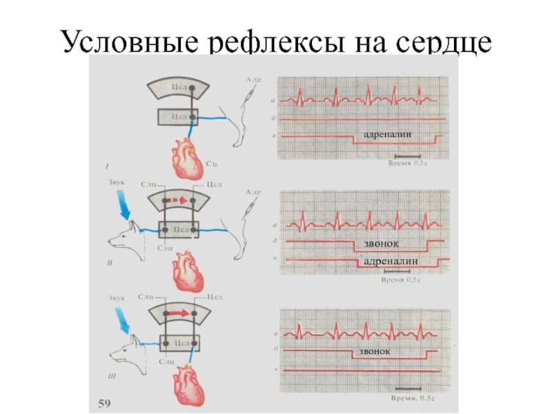 Условные рефлексы на сердцеадреналинзвонокадреналинзвонок
