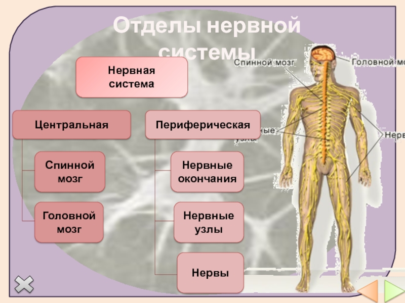 Центральная и периферическая нервная система функции