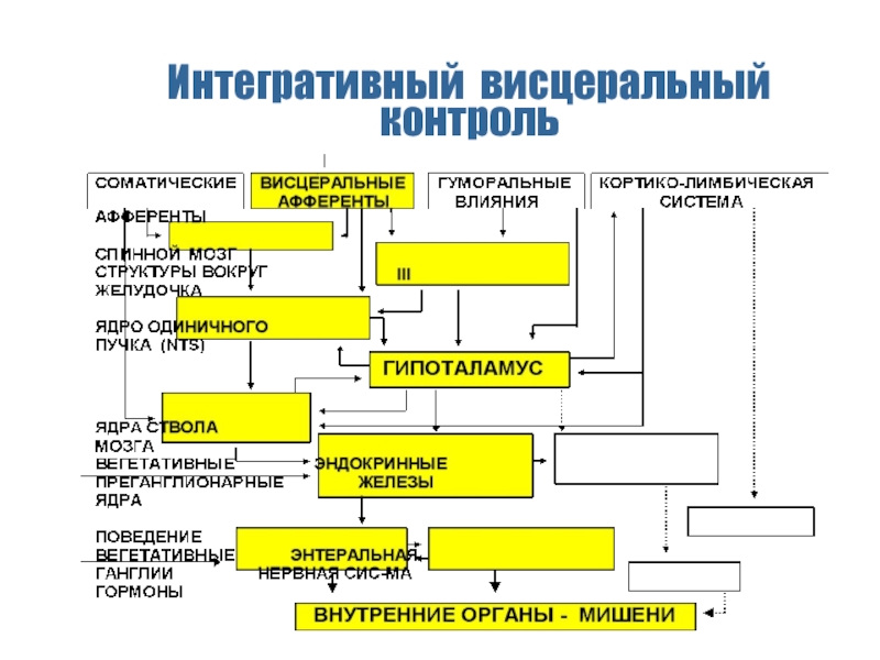 Система авторам. Висцеральная система и развитие. Соматические и висцеральные структуры. Висцеральные системы организма это. Висцеральные структуры это.