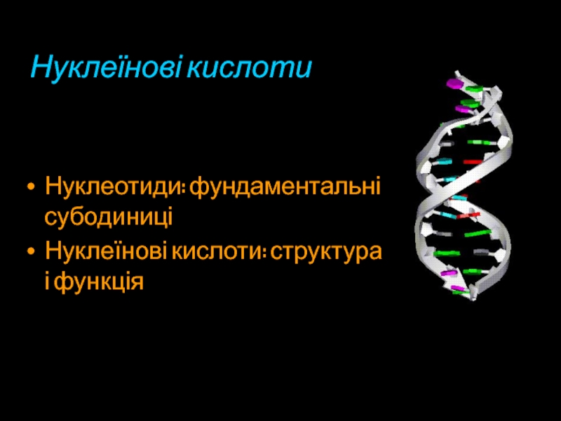 Презентация Нуклеїнові кислоти